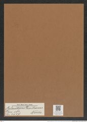 Aulacodiscus gevilleanus Norm. (de-Toni-Nr.: Genus 182, Species 4507) Zeichnungen Sammlung Grunow Mappe 04427 (Herbarium_W_Grunow_drawings_Folder_04427)